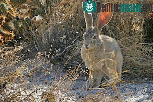 Thỏ sa mạc ở tây nam nước Mỹ phát triển đôi tai lớn để giải phóng nhiệt. (Ảnh: Desert USA).