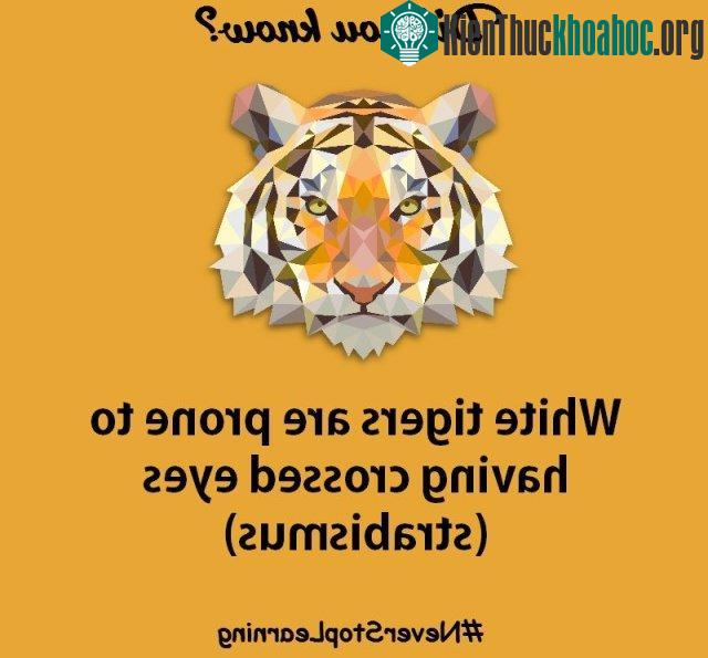 2. Hổ trắng đều bị lác mắt.