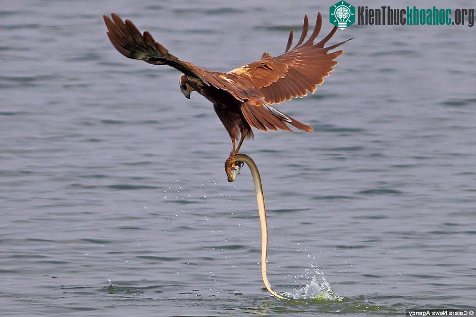 Đại bàng bay khỏi mặt hồ cắp theo cả rắn và cá, nhưng không thể giữ con mồi được lâu và con rắn sau đó đã lao trở lại hồ với con cá trong miệng.