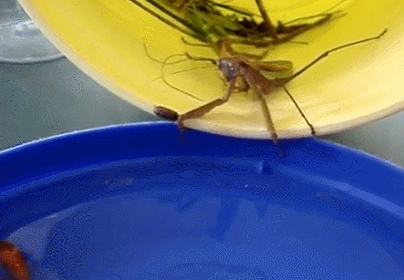 Một con bọ ngựa khổng lồ làm thịt một con cá vàng.