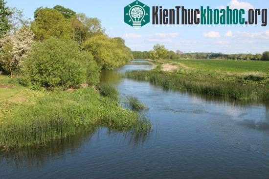 Cá mút đá đạt số lượng kỷ lục trên sông Great Ouse. (Ảnh: Hot Global News).