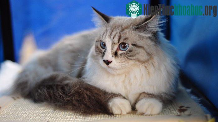 Mèo Maine Coon là một nòi mèo nhà có đặc điểm kiểu hình đặc trưng và có kỹ năng săn mồi đáng nể.