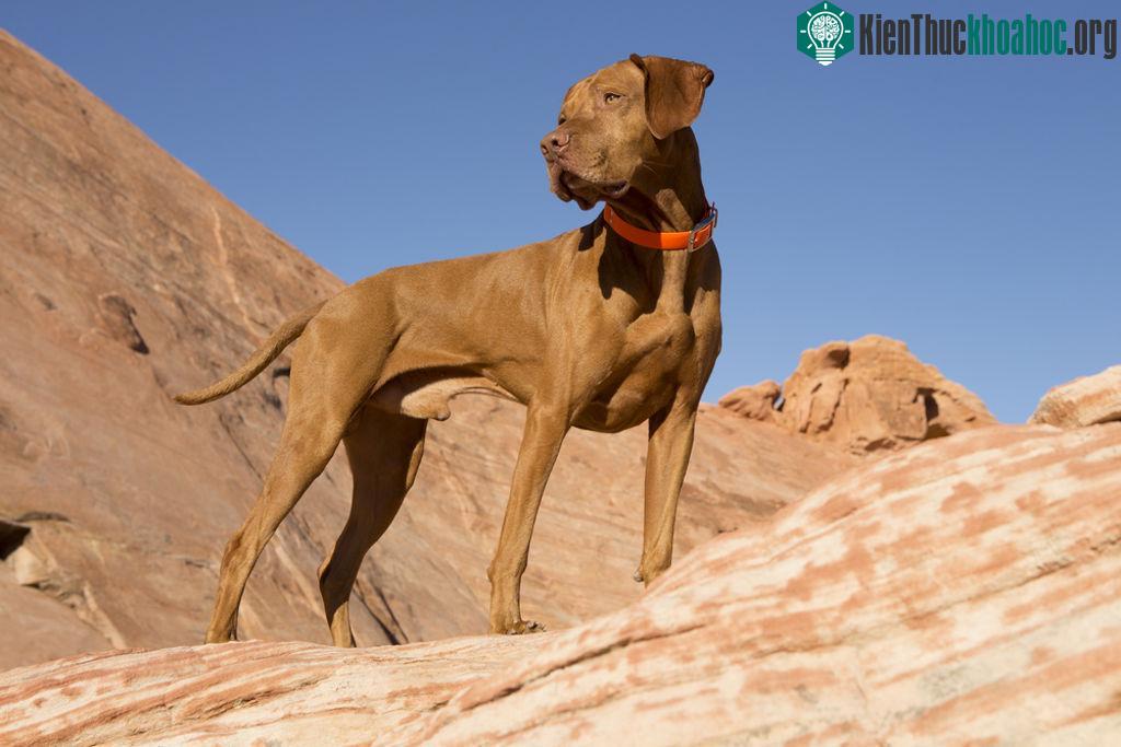 2. Chó Vizsla (tốc độ tối đa: 64 km/h).