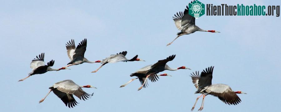 Sếu cổ trắng