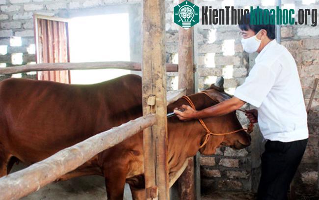 Tiêm vaccine thú ý phòng chống dịch lở mồm long móng. (Ảnh minh họa)