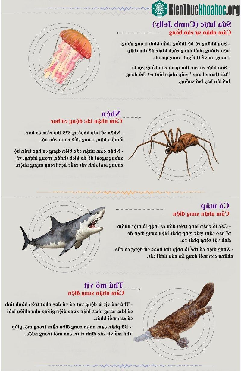Thú mỏ vịt là động vật có vú duy nhất trên thế giới có khả năng phát ra xung điện giống như nhiều loại cá săn mồi khác.