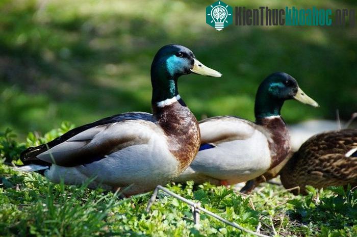 Con đực và con cái rất dễ phân biệt nhau thông qua màu của bộ lông.