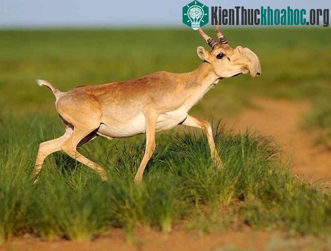 Linh dương Saiga có phần miệng như vòi ống, giống với loài thú ăn kiến, nhưng trên thực tế đây là bộ phận giúp lọc không khí. Loài này được biết đến từ thời Kỷ băng hà nhưng đang bên bờ tuyệt chủng...