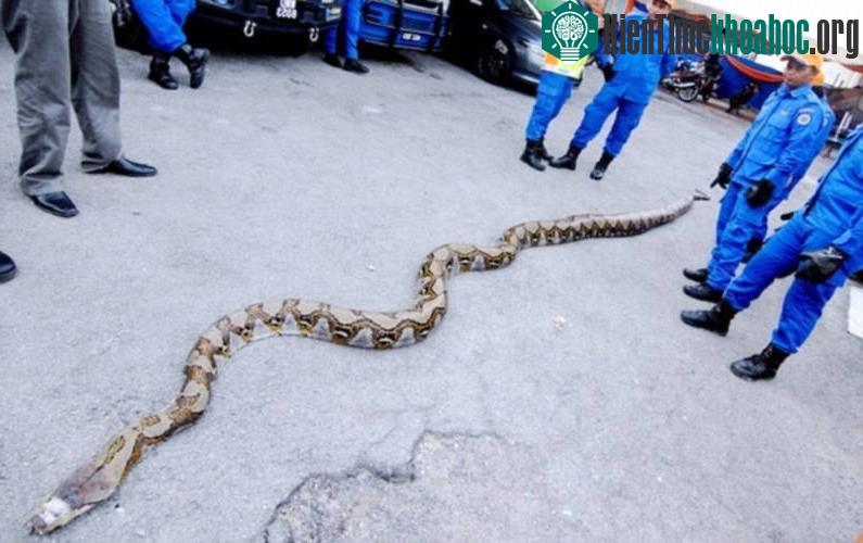 Con trăn gấm khổng lồ