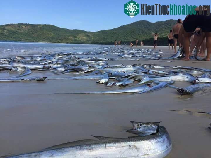 Xác của hàng ngàn con cá mũi kiếm chết dạt vào bờ biển Lopes Mendes của Brazil