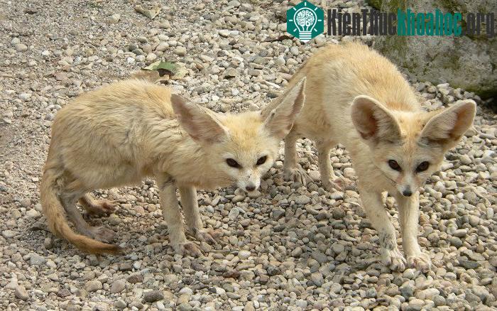 Cáo Fennec sống ở vùng Bắc Phi và sa mạc Sahara.