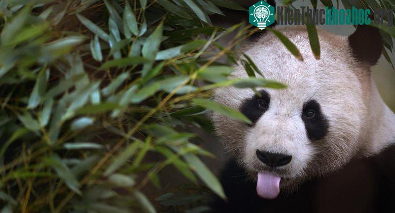 Gấu trúc được coi là một "lễ vật ngoại giao" ở Trung Quốc.