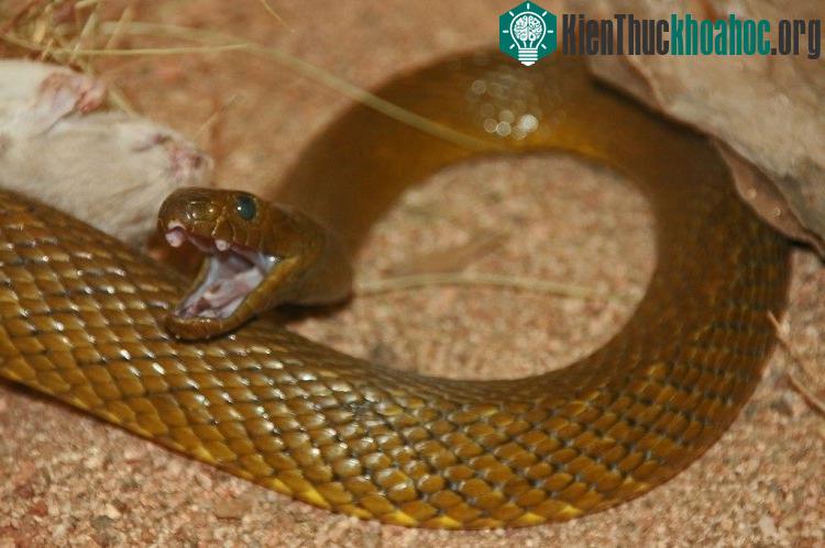 Rắn Taipan nội địa