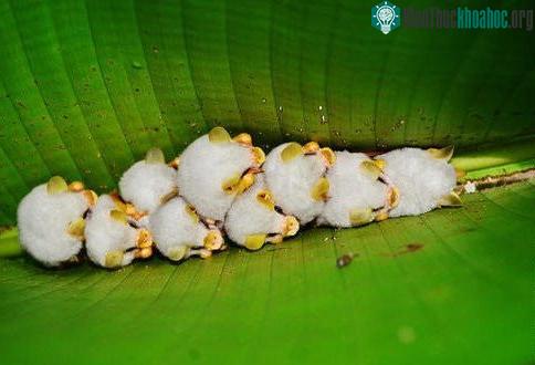 Cận cảnh loài dơi trắng đáng yêu nhìn lạ nhất thế giới ảnh 1