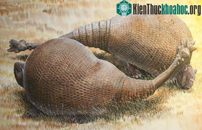 Tatu khổng lồ sống ở kỷ Băng Hà cuối cùng. (Ảnh: Peter Schouten).