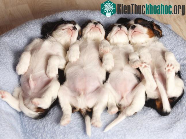 Chó nhỏ có thời gian chìm vào giấc ngủ sâu nhiều hơn so với chó lớn.