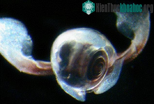 Cận cảnh loài ốc sên đặc biệt này.