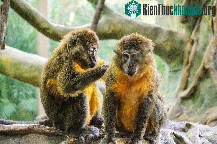 Khỉ giao tiếp bằng âm thanh, hành động, nét mặt