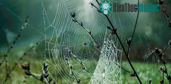 Có đến hàng trăm loài nhện khác nhau, đa số chúng đều có khả năng tiêm nọc độc.