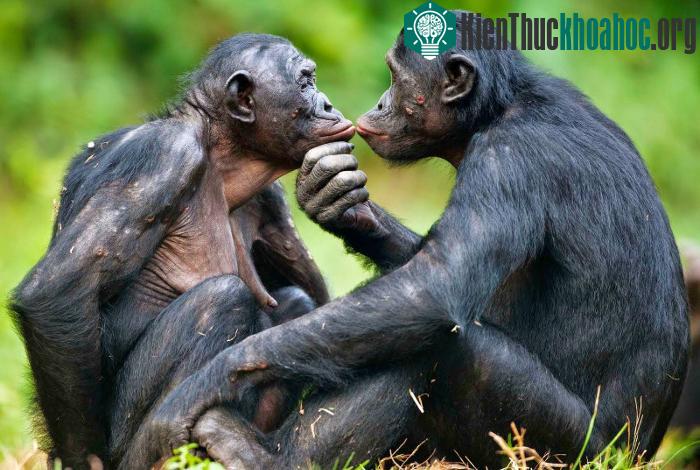 Có thể tồn tại nhiều lí do giải thích tại sao sự giao phối lại hỗ trợ khả năng thích nghi.