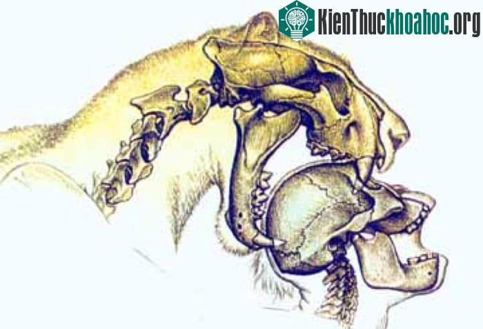 Hàm răng của chúng có cấu tạo cực kỳ thích hợp cắn thủng sọ người.