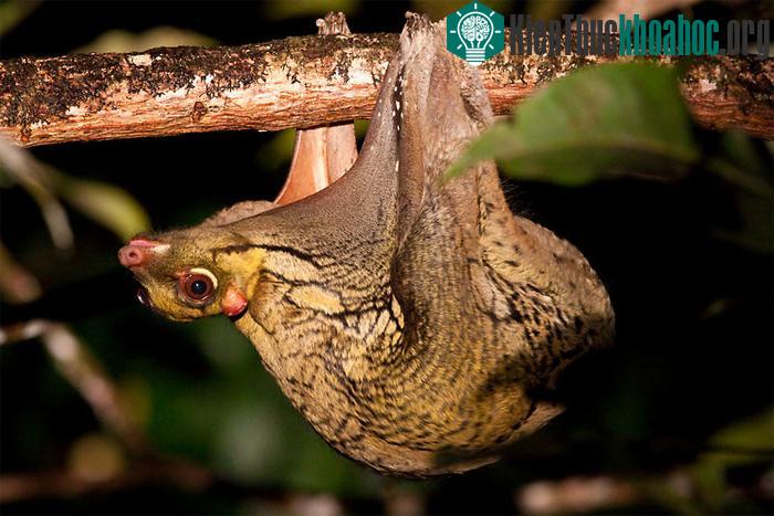 Chúng mang thân hình của khỉ, nhưng lại có cánh như dơi