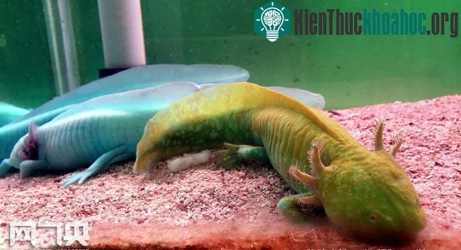 Đây là loài động vật lưỡng cư đặc hữu ở Mexico, sinh sống ở nhiều hồ như hồ Xochimilco tại thành phố Mexico.