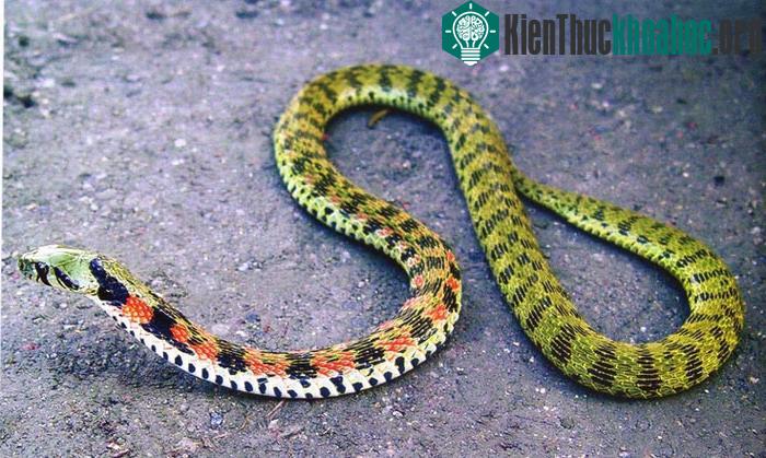 Loài rắn nước độc (tên khoa học là Rhabdophis tigrina) sống ở nhiều vùng thuộc Đông Á lợi dụng chất độc để tấn công các con mồi khác.