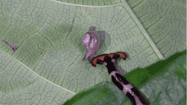 Tiết ra một chất nhầy dính có chứa nọc độc là cách mà loài giun đất planarians này săn mồi. Ngay sau khi lọt vào miệng, các axit tiêu hóa sẽ ngay lập tức bao phủ lấy con mồi.