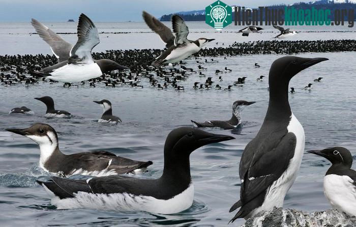 Đàn chim biển Uria aalge tại Alaska, Mỹ. (Ảnh: Natureworldnews.com).