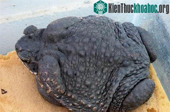 Chúng có tên gọi khác là cóc Neotropical khổng lồ hay cóc biển.