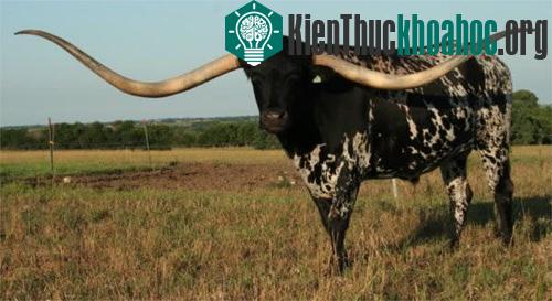 Những kỷ lục Guinness kỳ quặc của động vật