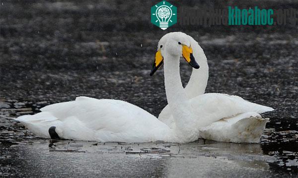Những khám phá bất ngờ về loài thiên nga