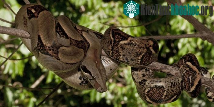 Công viên quốc gia Everglades tại bang Florida, Mỹ, là ngôi nhà của nhiều loài động vật độc đáo. Nhiệt độ của vùng này tạo môi trường tuyệt vời cho vô số các loài bò sát và động vật lưỡng cư, bao g...