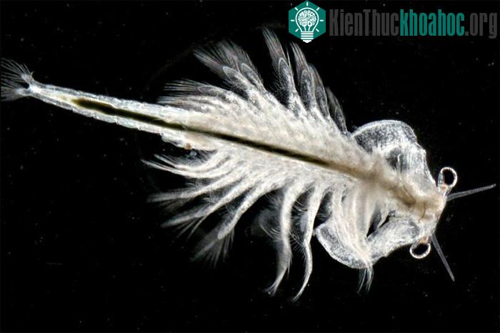 Loài tôm Artemia khi bị chiếu trực tiếp bằng ánh sáng cực tím hay bị đun sôi ở 105 độ C hay ở nhiệt độ gần bằng 0 mà vẫn sống
