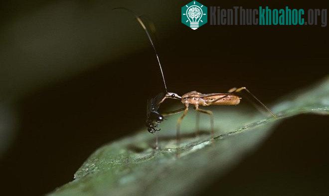 Loài bọ sát thủ này có khả năng ngụy trang, có phương thức tấn công và vũ khí đáng sợ.