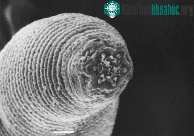 Halicephalobus mephisto hay Giun ma quỷ được phát hiện tại độ sâu 1,3km dưới bề mặt Trái Đất. (Ảnh: Gaetan Borgonie).