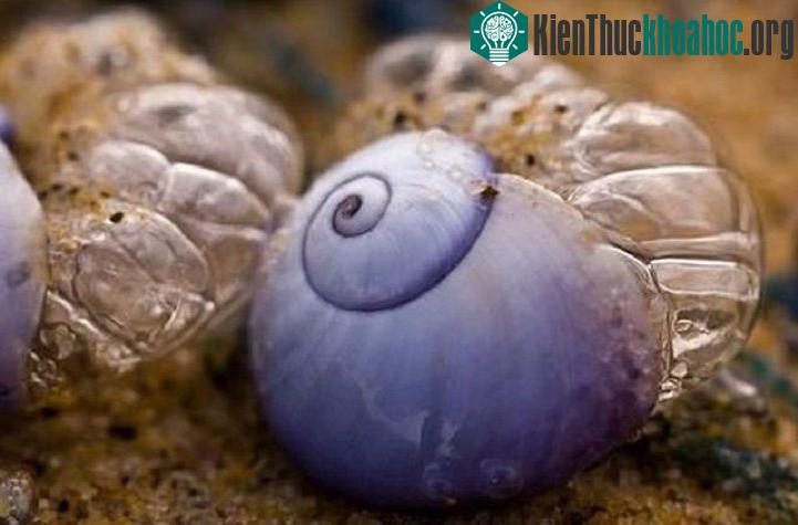 Những chiếc bè bọt biển chứa trứng ốc sên.
