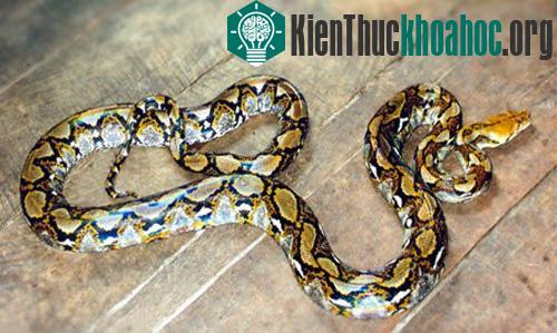 Trăn gấm Python reticulatus. (Ảnh: Nguyễn Thiên Tạo).