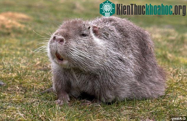 Loài chuột coypu có nguồn gốc từ khu vực Nam Mỹ.