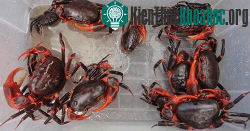 Cua có kích thước trung bình, mai có màu đỏ tới nâu đỏ, càng và chân đỏ tươi. (Ảnh do nhóm nghiên cứu cung cấp).