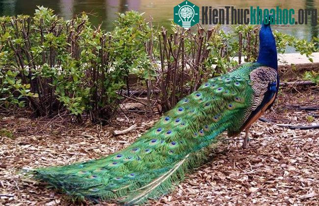 Bộ lông chiếm đến 60% trọng lượng cơ thể chim công.