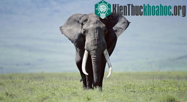 Những khám phá cực hay ho về loài voi khổng lồ