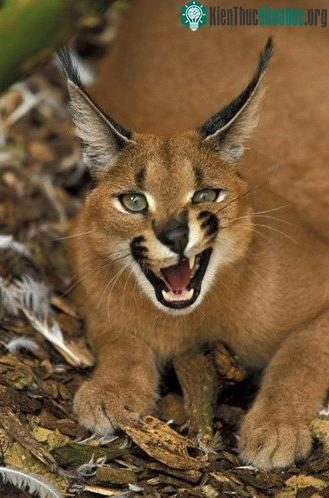 Tìm hiểu về loài mèo hoãng dã Caracal