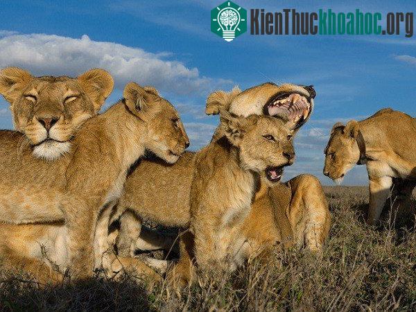 Kinh ngạc khả năng tính toán của động vật