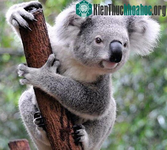 Những sự thật bất ngờ về loài gấu Koala