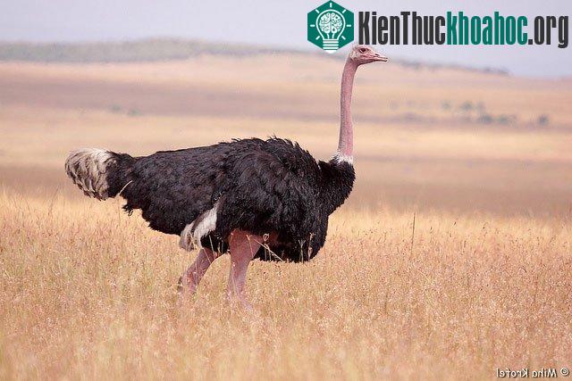 Sự thật thú vị về các loài vật