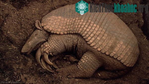 Tê tê khổng lồ ngủ 18 tiếng một ngày trong hố đất. (Ảnh: NPL).