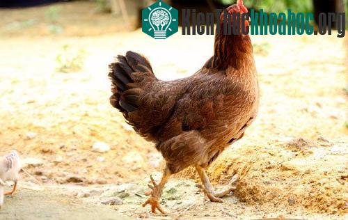Những sự thật gây choáng về loài gà ít ai nghĩ đến