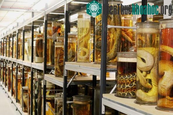Bộ sưu tập Spirit Collection của Viện Bảo tàng Lịch sử tự nhiên London (Anh) với hơn 80 triệu mẫu vật.